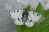 Parnassius-mnemosyne-Schwarzer-Apollo-Lechtaler-Alpen-m-PS.jpg