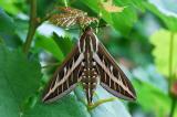 Hyles-livornica-EO-Bergheim-22b-20090709-PS.jpg