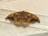 153731951Linden-SichelflueglerSabra-harpagula2026-05-27WWittislinger-Ried-N2000-PS.jpg