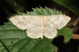 .Breitgesaeumter-Zwergspanner-_Idaea-biselata_-PS.jpg