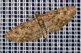 Eichen-Bluetenspanner-_Eupithecia-abbreviata_-2019_04_01-Herrenhau-P4013661-PS.jpg