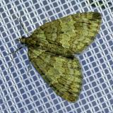 116436855Erlenhain-BlattspannerHydriomena_impluviata20250592NSGStadtwA-PS.jpg