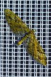 113293255Fichten-BluetenspannerEupithecia-lanceata2025-04-05NSGStadtwA-PS.jpg