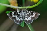 OK99132206-Fleckleib-Labkrautspanner-Epirrhoe-tristata-20240724NSGKissH-PS.jpg