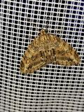 112340085_Gestrichelter-LappenspannerTrichopteryx-polycommata20250327NSGStadtwaldA-PS.jpg