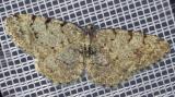 116441002Grauer_Erlen-RindenspannerAethalura_punctulata20250592NSGStadtwA-PS.jpg