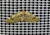 Chloroclystis-v-ata-PS.jpg