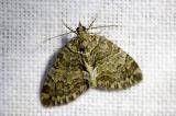 .601_3554-Heidelbeer-Palpenspanner-Hydriomena-furcata.jpg