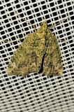 Chloroclysta-siterata-PS.jpg