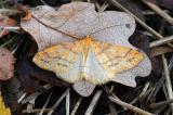 .Orangegelber-Breitfluegelspanner-Agriopis-aurantiaria-Augsburg-PS.jpg