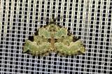 Colostygia-pectinataria-PS.jpg
