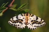 Stachelbeerspanner-_Abraxas-grossulariata_-Lechauen--_2_-PS.jpg