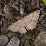 95484871WeinroterTriftenflurspannerScopula_rubiginataAic20240628-PS.jpg