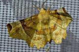 116445092_Zweistreifiger_Mondfleckspanner-PS.jpg