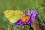 .Colias-phicomene-Alpengelbling,-Lechtaler-Alpen--m-PS.jpg