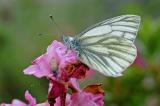 Pieris-bryoniae-Berg-Weissling--Lechtaler-Alpen-31.07.08-m-PS.jpg