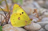 .2-Colias-alfacariensis-_3_-PS.jpg