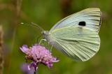 .Grosser-Kohlweissling-Pieris-brassicae-Lechauen-PS.jpg