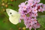 .Evtl-Karstweissling-cf-pieris-mannii.jpg