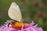503_4024-Kleiner-Kohlweissling.jpg