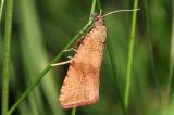 .IMG_5129-Celypha-striana.jpg