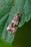97457205Dunkler_Brennnessel-WicklerCelypha_lacunanaAic20240622-PS.jpg