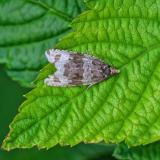 OK121402279GewellterWaldrandwicklerOrthotaenia-undulana2025-06-09Sylt-Morsum-Kliff-PS.jpg