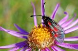 .19-Hochalpenwidderchen-Zygaena-exulans-PS.jpg