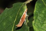 .Ypsolopha-dentella_u31534_CRpHvmru.jpg