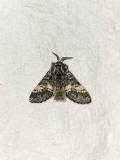 20240412-Drymonia-ruficornis-Augsburg-Bergheim-PS.jpg