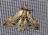 20240512_Harpyia_milhauseri_Unterliezheim-PS.jpg