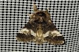 20240512-Notodonda-dodonaea-Unterliezheim-PS.jpg