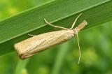 .Agriphila-straminella.jpg