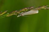92041653WeisserGraszuenslerCrambus_perlellaPE20240526-PS.jpg