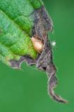 94179640Blattlaus_unbestAphidoidea_indetAic20240612-PS.jpg
