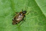 Eichenwanze Eichenwanze_Harpocera_thoracica-PS_.jpg