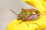 .603_2943_Purpur_Fruchtwanze_Carpocoris-_purpureipennis.jpg