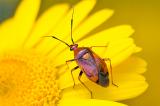 .604_8375_Rote_Weichwanze_Deraeocoris_ruber.jpg