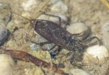 .P2080280-Wasserskorpion-PS.jpg