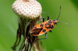 .Zimtwanze-Corizus-hyoscyami-Heide-in-der-Fohlenau-PS.jpg