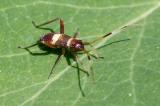 .604_0428_Zweikeulen-Weichwanze-_Closterotomus-biclavatus_.jpg