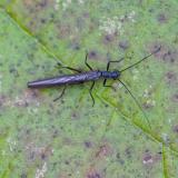 Dunkle Nadel-Steinfliege 138760771Dunkle-Nadel-SteinfliegeLeuctra_fusca2025-10-22LLPrittr-PS.jpg