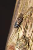 113569140EchteFliegen_=muscidae_LispocephalaW2025-04-10PE.jpg