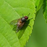 OK118670563Phaonia-rufiventrisM2025-05-09NSGStawaA-PS.jpg