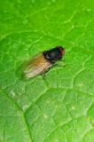 OK121648198Minettia-longipennis2025-06-11Sylt-PS.jpg