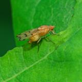 OK121648885Meiosimyza-decempunctata2025-06-11Sylt-PS.jpg
