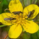 OK122705602Hercostomus-nigripennis2025-06-17NM-Sylt-PS.jpg