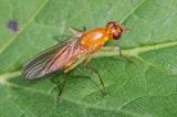 605_0086_Nacktfliege_Psila-fimetaria.jpg