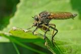 Gemeine-Raubfliege--Machimus-atricapillus-mit-Beute-Lechauen-PS.jpg