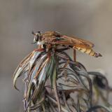 100314826-Hornissen-Raubfliege-Asilus-crabroniformis-M-2024-08-02-Vecchiano-_comuni_-_Italien_-PS.jpg